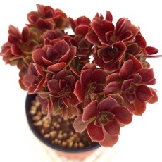 캐시미어철화 다육이 소 중대품 고급스러운 색감과 실내 장식용 랜덤1-3, 1)캐시미어철화(소)(1-3)