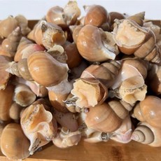 명품 동해안 자연산 백골뱅이1kg(25~45미내외), 1개, 1kg