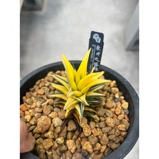 霏霏園藝象牙之塔錦多肉植物 獨特造型 易於照料 增添生活綠意, 1個