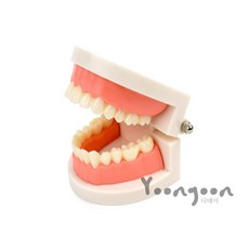 윤쓰샵 양치 교육 치아모형 얼굴모형