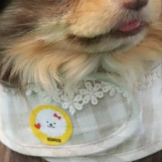 슬로우케어 강아지 모기패치 썸머패치 산책필수품 8입, 3개