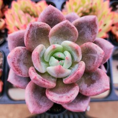 시즌한정 10종보기 다육이 다육식물 예쁜다육, 7번- 백야, 1개