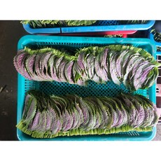 [나리팜] 산지직송 찹찹이깻잎 밀양깻잎 당일수확 당일발송, 1박스, 500g