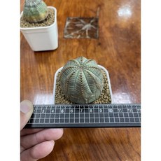 MC多肉園 嚴選布紋球公球 多肉植物盆栽裝飾 圓潤飽滿 質感布紋設計, 1個, 2