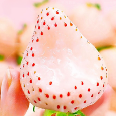 [한정수량판매] 10일판매 솜사탕맛 하얀딸기 만년설딸기, 1박스, 400g