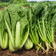 [제철김치] 당일수확 아삭 열무 얼갈이세트, 1박스, 열무3kg+얼갈이1kg