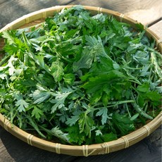 [산지직송] 나물투데이 참쑥 쑥 무농약인증, 1개, 500g