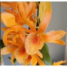 [루반정원] Den. stardust 'firebird' (화이어버드), 1개