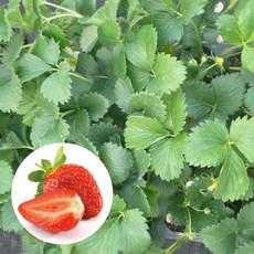 [오감] 설향 딸기 모종 맛있는 텃밭 묘종, 16개