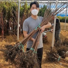 감나무묘목 대봉 둥시 태추 차량단감 접목1년, 대봉 접목1년중묘