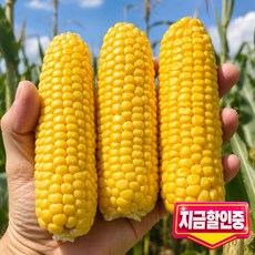 [단독특가] 새벽수확 산들푸름 초당 옥수수, 1박스, 10개