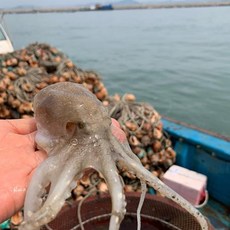 씨푸드월드 서천 생물주꾸미1kg, 1개, 1kg