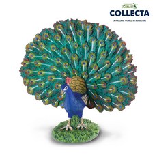 컬렉타 공작새, 1개