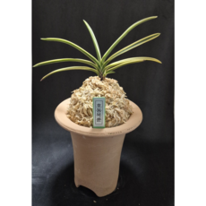 풍란마켓 호동복륜3 완성분, 1개