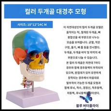 두개골모형 인체 얼굴 안면근육 교육용 분리형 뇌혈관 실습 골격, F. 컬러 두개골(경추)