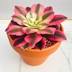 다육식물 선인장 농장직송 산아래다육이 생명력최고 키우기쉬운 공기정화 전자파차단 핑크마녀금, 1개, 럭셔리