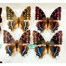 蟲新發現 蝴蝶標本A1 星帶雙尾蛺蝶 精美蝴蝶 昆蟲標本 居家擺飾, 未展翅乾貨