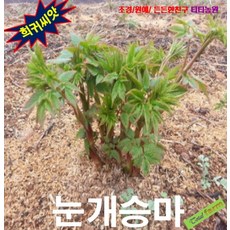 (씨앗나라) 눈개승마 산나물 씨앗 50립, 1개