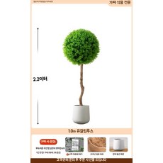 대형조화나무 1.7m 유칼립투스, 1m 흰색 원형 수지 화분 포함