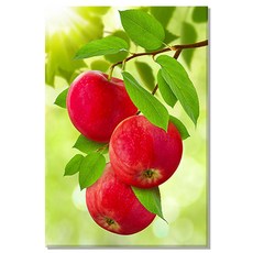 아란아트 사과그림 풍수 인테리어 캔버스 액자 주방 거실, 17.청량한 붉은사과