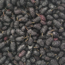 국산) 25년 햇오디 급랭 GAP인증, 1개, 10kg