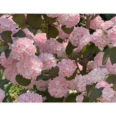 핑크오데마리 접목 외목대 키 120cm (쿠팡1위트리팜)(여기보다싼곳있음연락주세요)