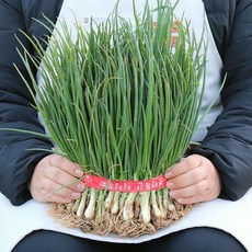 농산물마루 국내산 쪽파 흙쪽파, 1박스, 3kg