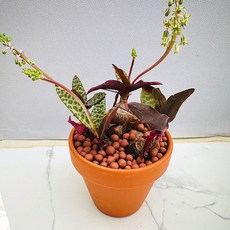 비올라시에 농장직송 산아래 다육이 생명력최고 키우기쉬운 공기정화 전자파차단 다육 식물 선인장, 럭셔리, 1개