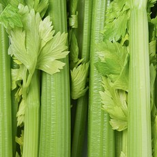 친환경 국내산 유기농 샐러리 국산 셀러리 500g 1kg, 1박스