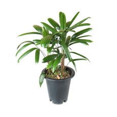 갑조네 관음죽 대품 실내 공기정화식물, 1개