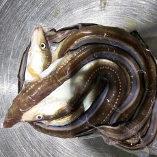 국내산 바다장어뼈 머리 장어탕용 국거리용 구이용, 1개, 국거리용장어