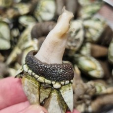 [고니네농수산] 100% 자연산 신선한 거북손, 1세트, 2kg