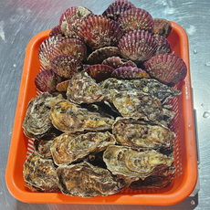 통영 석화와 홍가리비 석가 세트 굴 가리비 제철 모둠, 1개, 오르하임 석가세트A (석화 3kg + 가리비 2kg)