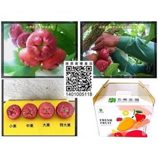 屏東黑珍珠蓮霧禮盒, 小果等級 25-32顆入/三台斤/盒