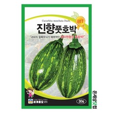 세계종묘 진향풋호박 씨앗 30립, 1개