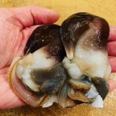 [산지직송] 제철 남해안 여수 바다의 명품 손질 새조개 200g 400g 샤브용, 손질 새조개200g(16미내외)