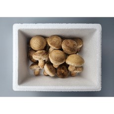 [송화버섯] 프리미엄 선물용 특 1kg, 1박스, 가정용 {300g}