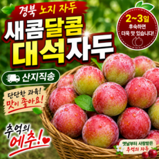[산지바로] 경북 김천 노지 자두 대석자두 고당도 산지직송, 1박스, 소과 2Kg