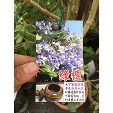 霏霏園藝 5年樹頭，頭部2公分, 1個