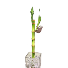 피움뜰 개운죽 20cm 1p 낱개 수경재배식물 수생 수중 어항 대나무 가습식물, 개운죽(소) 20cm, 1개