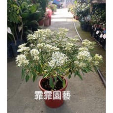 霏霏園藝 聖誕初雪 桌面擺飾 節慶裝飾, 1個