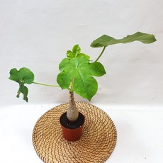 자트로파 자트로바 산호꽃 실내공기정화 플랜테리어 디와이팜, 1개, .