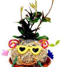 토피어리 상급 멋쟁이 만들기 토피어리꾸미기