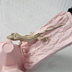 크레스티드 게코 인조 코르크 탈피보드, 1개, 핑크