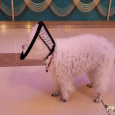 꿀이맘 강아지 목 깔대기 7호 중형견넥카라