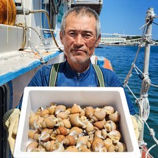 [선주직판] 구룡포 갓바리 백고동 생물 백골뱅이, 1개, 1kg 중(25~35미)