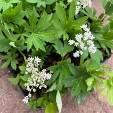 (농업창조) 돌단풍 공기정화식물 야생화, 1개