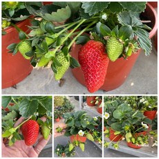 霏霏園藝 大果草莓 5吋盆掛果, 1個