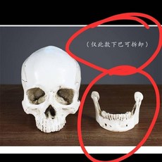 樹脂骷髏頭模型美術繪畫人體肌肉骨骼解剖頭骨, 1個, G08 牙齒