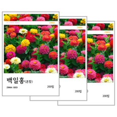 백일홍(혼합) 씨앗 200립, 3개